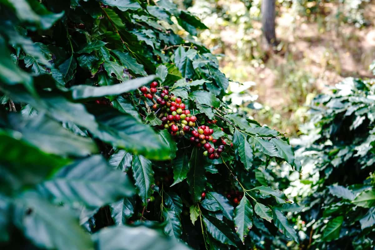 Cerises de café rouges et vertes sur un caféier dans une plantation colombienne