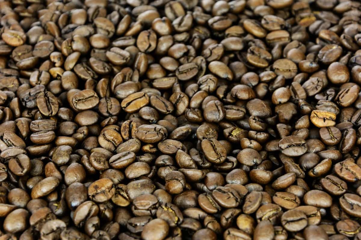 Grains de café colombien torréfiés en gros plan