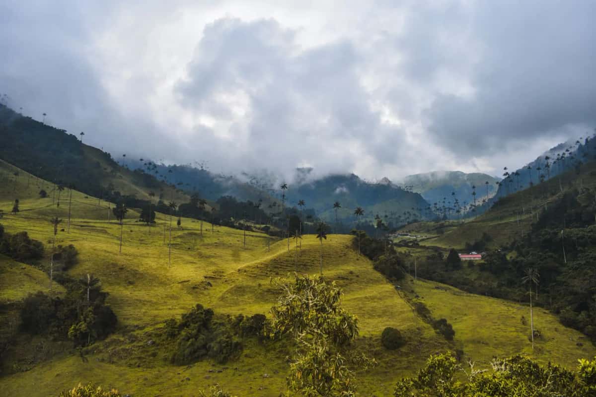 Vallée de Cocora, Colombie