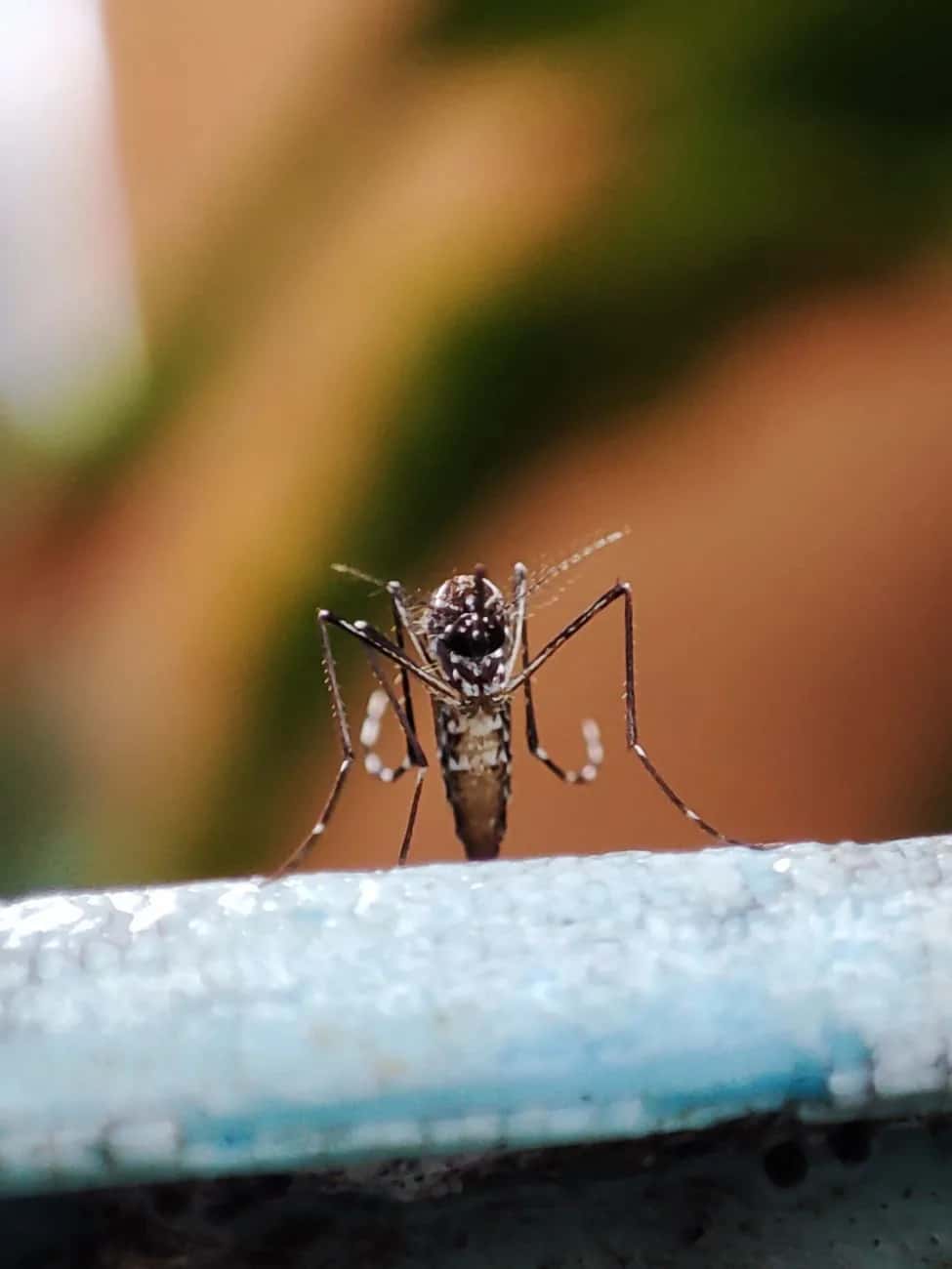 Moustique Aedes, vecteur de la dengue et du zika en Colombie