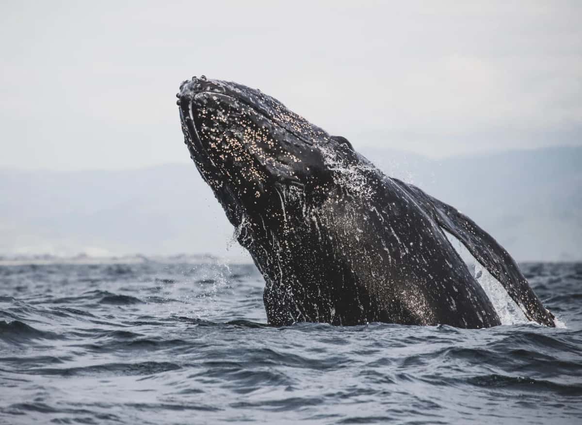 Baleine à bosse surgissant de l'eau, l'espèce observée au large de Nuquí de juillet à octobre