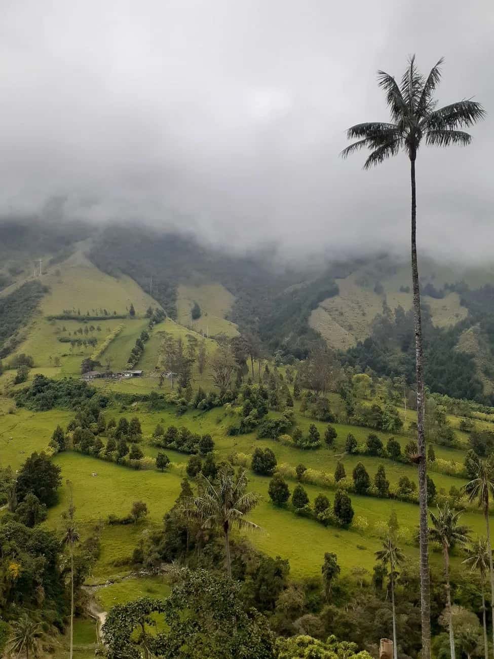 Palmier à cire élancé au-dessus de la vallée de Cocora dans la brume, Quindío, Colombie