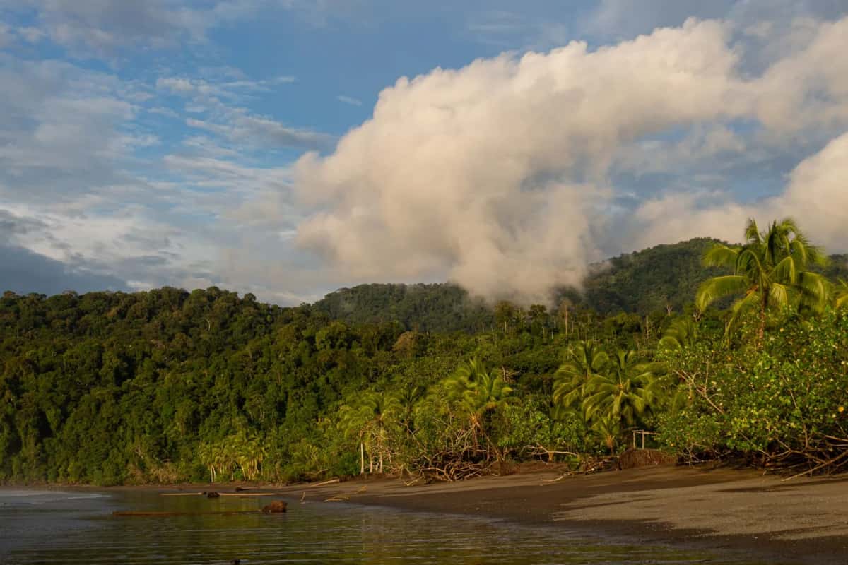 La jungle du Chocó plongeant dans l'océan sur une plage de sable noir, côte Pacifique près de Nuquí, Colombie