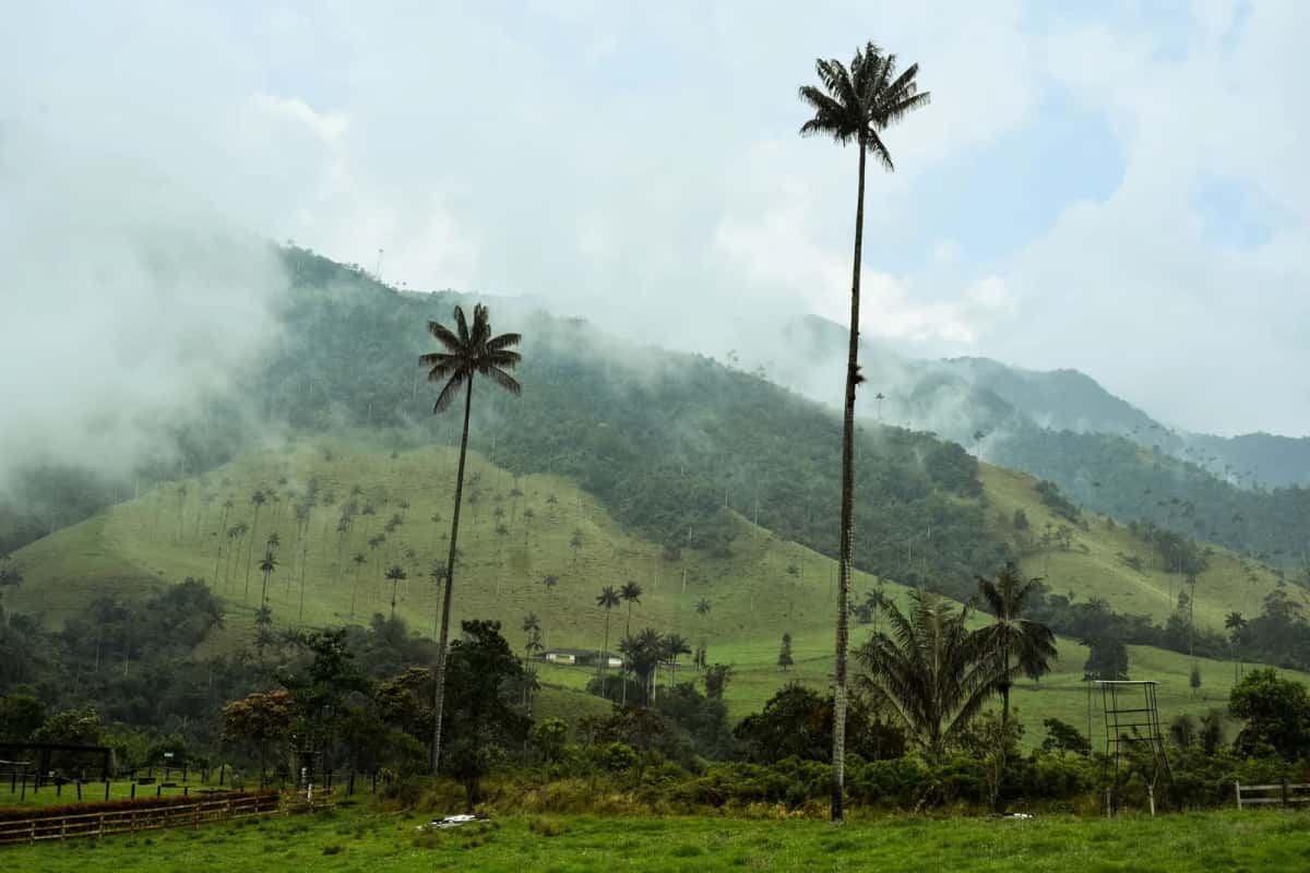 Palmiers à cire de la vallée de Cocora, Colombie